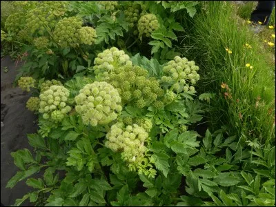 Vous parlez à vos plantes, c'est certain ! Mais elle discutent entre elles aussi et parlent d'amour. Imaginons cela un court instant !
À quelle fleur ce messager des dieux, l'iris flammé, pourrait-il bien dire : "Je brûle d'amour pour vous" ?