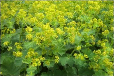 Avec quel fauve, à la fière crinière, cette plante peu délicate et recouvrant joliment le talus surplombant le filet d'eau qui court dans votre jardin, partage-t-elle son nom ?