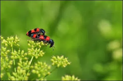 Mais que voit-on ici en tenue d'un beau rouge-orangé ? Ils ont un nom à réveiller tout un régiment !