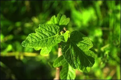 En approchant du figuier, dont les feuilles commencent à s'épanouir largement, me revient en mémoire un texte de Van Gogh. Comment ses mots les dépeignaient-ils ?