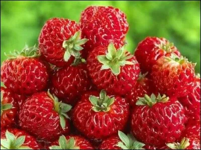 Un petit tour par cette plate-bande où une rubiconde "fragaria" (latin) se distingue, offerte dans un écrin vert. Sont-elles déjà toutes bonnes pour la cueillette ? Ma foi, oui ! Que signifie le mot "fragaria" ?