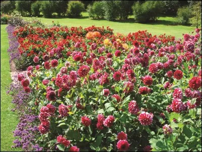 Avez-vous planté des dahlias ? Si oui, vous saurez dire de quelle couleur la nature n'a pas doté ces belles fleurs.