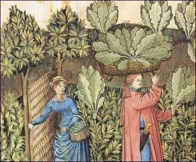 Quels légumes ne convenant pas aux estomacs fragiles des nobles, selon les médecins, étaient un des piliers de l'alimentation des paysans au Moyen Âge ?