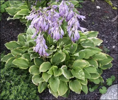 Direction vers le petit coin fraîcheur du jardin, exposé mi-ombre, mi-soleil. De quelles plantes surveillez-vous la croissance rapide dont vous attendez de belles inflorescences ?