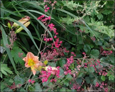De qui dit-on que ces graciles fleurs roses font le désespoir ?