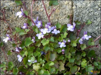 Avec quelle ville celles-ci partagent-elles le nom ?