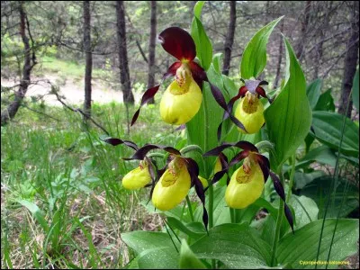 Elle a un nom de chaussures rustiques dans lesquelles il semblerait que Vénus gambadait !?