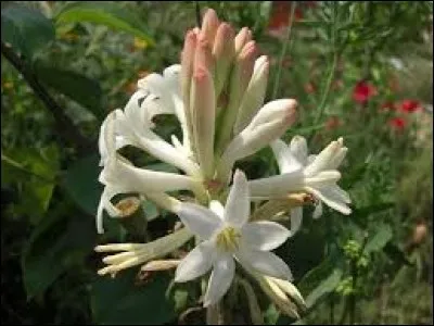 Quelle est cette fleur au parfum capiteux très utilisée en parfumerie ?