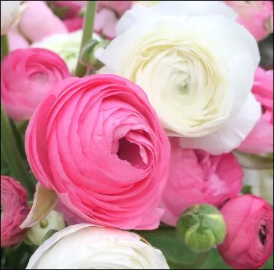 Que reconnaissez-vous ?