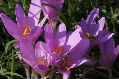 Selon une chanson, quelles fleurs se trouvent dans les prés ?