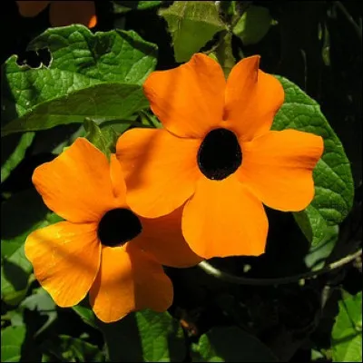 Comment sont les yeux de Suzanne ?