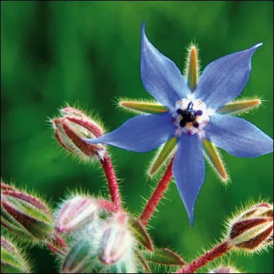 Quelle est cette fleur en forme d'étoile ?