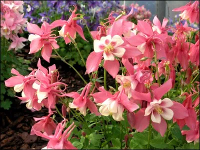 Quelles fleurs élégantes cueillerons-nous ici dans notre jardin ?