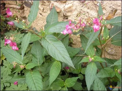 De quelles plantes est-il question ?