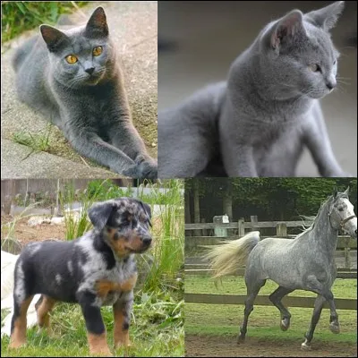 Animaux : 
On dit que cet animal est originaire de France. Mais, en réalité, il est originaire de Turquie ou d'Iran. Ce sont les croisés qui l'ont ramené en France. Un poème de Joachim du Bellay le décrit.
Quelle est cet animal au beau pelage « gris-ardoise » ?