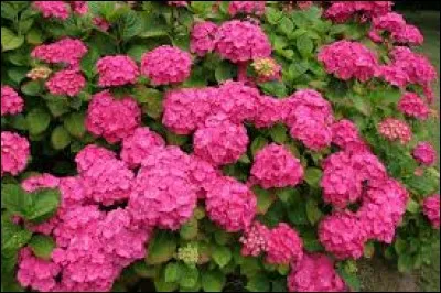 Quel arbuste de la famille des saxifragacées, dont le nom est tiré du latin signifiant "de jardin", est cultivé pour ses grosses boules de fleurs ?