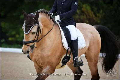 De quelle couleur est la robe de ce cheval ?