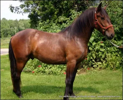 Que signifie un cheval "hongre" ?