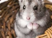 Test Es-tu prt(e)  avoir un hamster russe ?