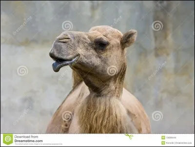 Combien de bosses a le chameau ?