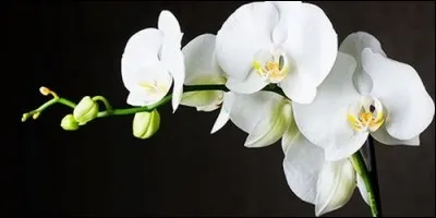 L'orchidée est une fleur très recherchée qui symbolise la femme idéale. Elle tire son nom du grec "orkhis" qui signifie :