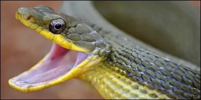 Chez les reptiles l'organe de Jacobson permet un odorat très développé. Il est situé :
