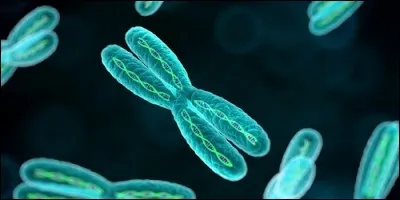 Combien de paires de chromosomes l'être humain possède-t-il ?