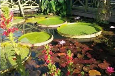 Un jardin d'eaux bien appréciable, entre cascades et ruisseaux tranquilles quand il fait si chaud. Non, nous ne sommes pas au jardin de Pamplemousse de l'île Maurice !