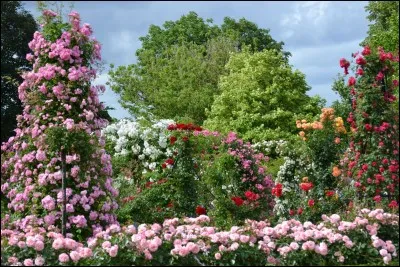 Enchantement et ravissement provoqués par les couleurs de plus de 3 000 roses aux senteurs capiteuses, et les cris des perruches volant d'arbre en arbre vous interpellent. Nous sommes dans le Val-de-Marne.