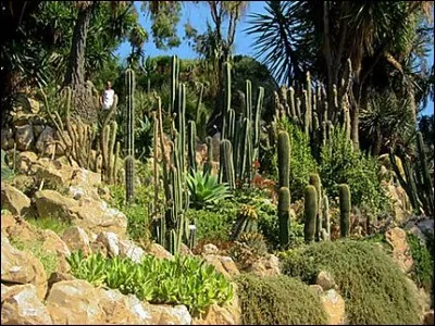 Un petit tour encore et on franchit la frontière italienne pour pénétrer dans un jardin de roses et glycines, entre autres, d'agrumes, d'agaves et de cactus. Encore un enchantement de la Riviera. Qui est à l'origine de ce jardin, créé en 1867, dont je viens de faire la description ?