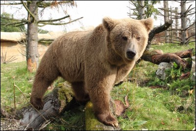En Alaska, il est illégal de réveiller les ours pour les photographier. Cependant il est légal de les tuer.