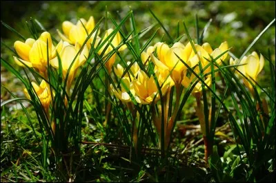 Ces fleurs fleurissent dès février. Trouvez leur nom !