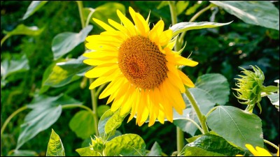 On dit de cette fleur qu'elle suit le soleil.