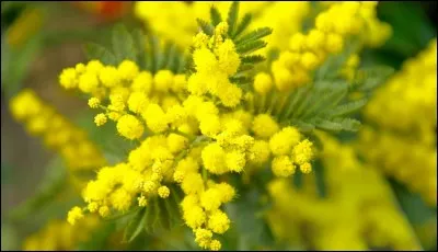 Sa floraison est uniquement jaune.