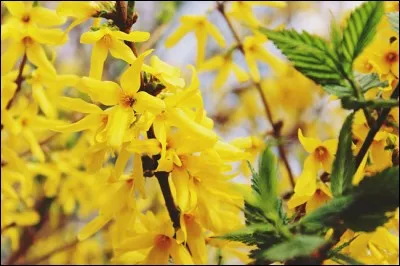 Il supporte très bien la culture en bac.