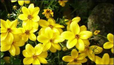 Cette vivace n'aiment pas le froid !