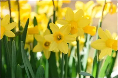 Quelle est cette magnifique fleur ?