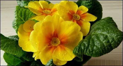 Elle fait partie des premières fleurs du printemps.