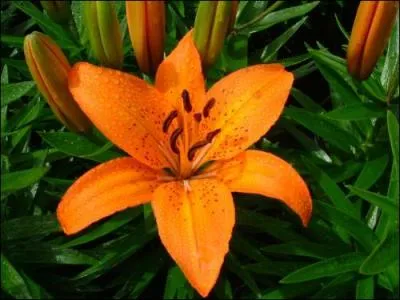 Quel est le nom de cette fleur ?