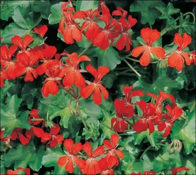 Quel est le nom de cette fleur ?