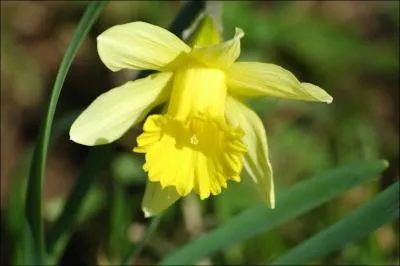 Comment se nomme cette fleur ?