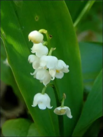 Quel est le nom de cette fleur ?