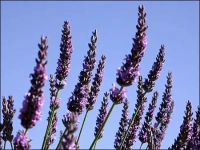 Comment se nomme cette fleur ?