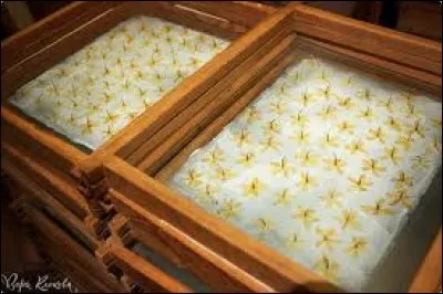 A Grasse, capitale du parfum, cette technique servant à "fixer" le parfum des fleurs en les faisant macérer dans une huile, porte le nom ...