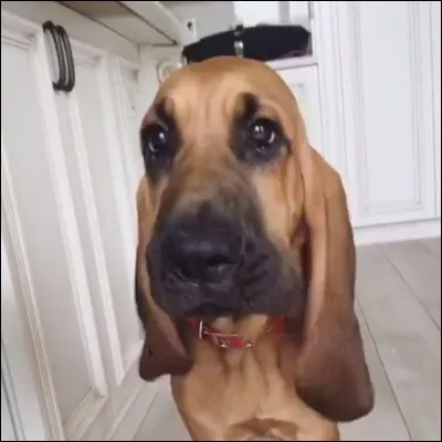 Comment s'appelle son chien ?