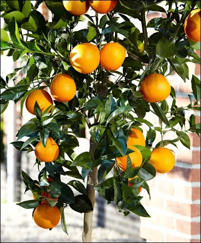 On ne le verra jamais !