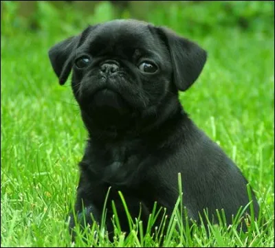 Est-ce que ce chien noir est un pug?
