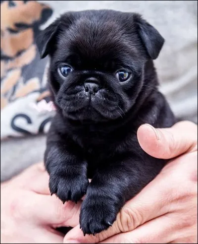 Est-ce que les bébé pugs ont besoin de dépenser plus d'énergie que les adultes?