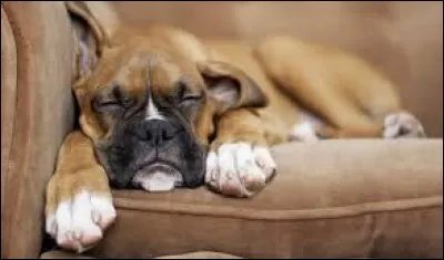 Les boxers vivent plus longtemps que les pugs