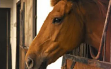 Quiz Galop 2